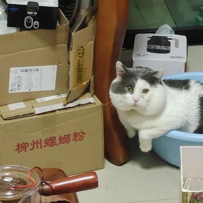 一只灰白相间的猫咪正淡定地坐在蓝色塑料盆中，眼睛直视镜头，表情略显严肃又带着一丝好奇。猫咪周围堆放着多个纸箱，其中一个纸箱上清晰可见“柳州螺蛳粉”的红色字样。背景中还能看到一个黑色的电子设备和一个印有水壶图案的白色包装盒，整体场景呈现出典型的居家环境，略显杂乱却充满生活气息。