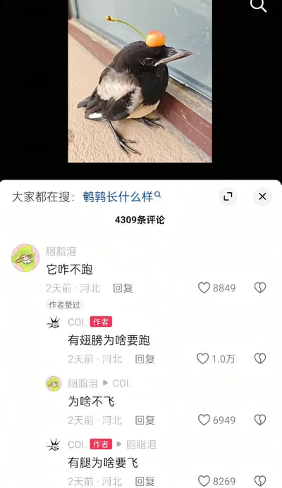 这张图属于社交媒体内容截图，整体分为上下两部分：上半部分是一只黑白色的鸟类（疑似喜鹊）蹲在窗边的水泥地面上，头顶被放置了一颗带有绿色果梗的橙色小果实，模样乖巧安静；图片下方还有平台的搜索提示“大家都在搜：鹌鹑长什么样”，说明有网友将这只鸟误认为是鹌鹑。下半部分是该内容的评论区互动，网友“胭脂泪”先后提问“它咋不跑”“为啥不飞”，作者“COI.”给出了“有翅膀为啥要跑”“有腿为啥要飞”的回复，回答逻辑清奇跳脱，十分搞笑，引发大量网友点赞。