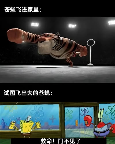 这是一张上下对比的拼接梗图，通过夸张的对比展现了"苍蝇飞进家里"时的戏剧性场景。上半部分是《功夫熊猫》中的老虎角色，在体育场灯光下伸展着巨大的手臂，表情凶狠，仿佛准备进行一场激烈的战斗，象征着人类看到苍蝇飞进家里时的夸张反应。下半部分是《海绵宝宝》中的海绵宝宝和蟹老板，他们在房间内惊慌失措，海绵宝宝双手张开，身体后仰，蟹老板举着钳子表情紧张，配合文字"救命！门不见了"，幽默地表现了苍蝇找不到出口时的慌乱状态。