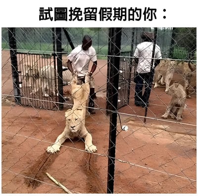 图片展示了一个围栏内的场景，一只狮子趴在地上，前爪向前伸展，似乎正试图抓住一名穿白色上衣的男子的腿部，而该男子正迈步离开。背景中还有另一名男子和几只狮子，均在围栏区域内。图片顶部配有文字“试图挽留假期的你：”，通过狮子不舍的动作幽默比喻人们在假期即将结束时不愿面对现实的心情。