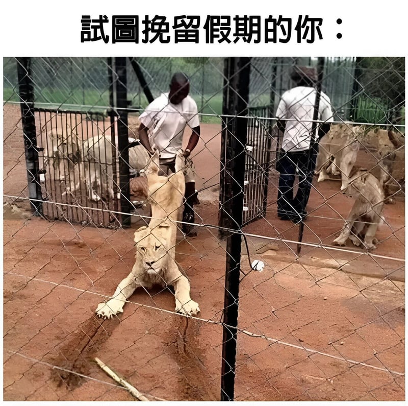 狮子