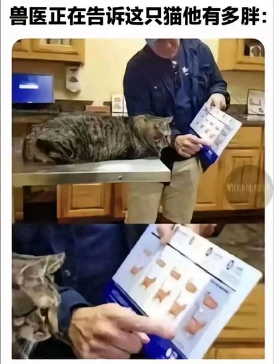 图片为上下两格拼接的静态照片。上格中一只虎斑猫趴在兽医诊所的金属检查台上，一位穿蓝色衬衫的兽医正拿着一张猫体型对比图；下格为特写镜头，兽医手指指向图中较肥胖的猫轮廓示意图。图片上方配有文字“兽医正在告诉这只猫他有多胖:”，通过拟人化手法营造出猫咪似乎能听懂对话的幽默效果。