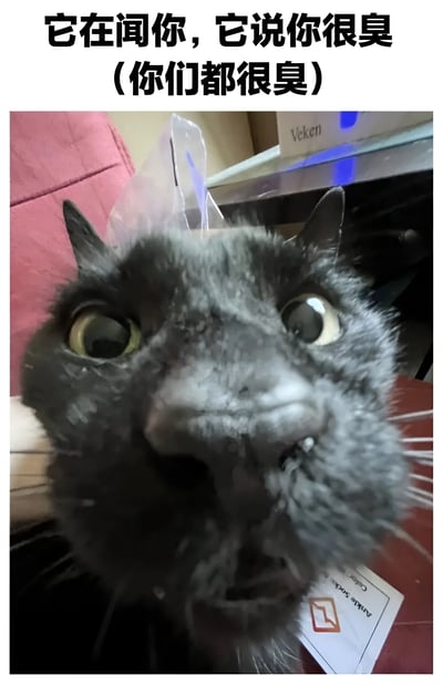 一张黑猫的特写照片，猫咪戴着一个透明塑料小皇冠，双眼瞪得很大，表情惊讶地凑近镜头，仿佛在闻东西。图片上方配有文字‘它在闻你，它说你很臭（你们都很臭）’，通过猫咪的可爱表情和幽默文字形成反差萌，达到搞笑调侃的效果。