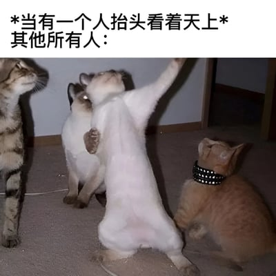图片上方配有文字“*当有一个人抬头看着天上* 其他所有人：”，下方是四只猫咪的场景。其中一只白色猫咪站立起来，前爪向上伸展，仰头望向空中；旁边一只暹罗猫坐着抬头看；左侧有一只虎斑猫同样抬头；右侧橘猫戴着带钉项圈，也仰头注视同一方向。画面通过猫咪们模仿领头者抬头的行为，幽默展现了“从众心理”这一社会现象，整体风格轻松有趣。