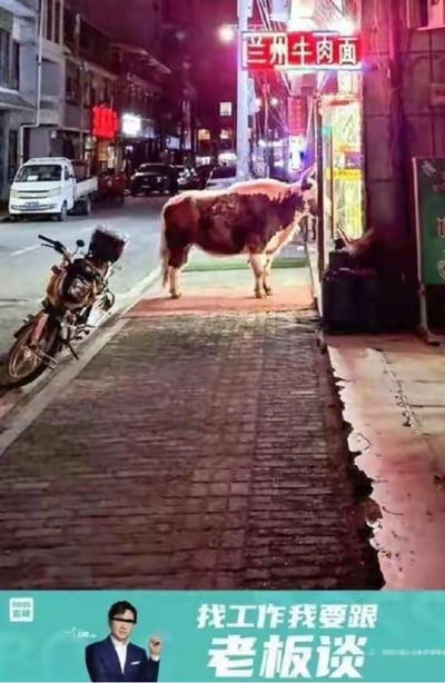 夜晚的城市街边，一头牛站在兰州牛肉面馆的门口，头部探向店内，仿佛要进入店铺；画面下方拼接了BOSS直聘的广告图，广告中的代言人做出宣讲姿态，配文“找工作我要跟老板谈”。

梗点说明：利用兰州牛肉面以牛肉为原料的特点，结合找工作的广告语，营造出牛来面馆“应聘”的搞笑反差感，形成趣味玩梗的效果。