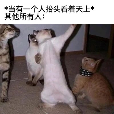 这是一张文字加注的静态图，画面中共有五只猫咪，它们全部抬头望向同一个方向，姿态专注。其中一只浅色猫咪站立起身，一只前爪向上抬起，显得尤为突出；其余四只猫咪或坐或趴或站，都跟着抬头张望。图片上方配有文字“*当有一个人抬头看着天上* 其他所有人：”，用猫咪们同步抬头的可爱行为，调侃现实生活中常见的从众心理——人们会下意识模仿他人的行为，在没有明确目的的情况下随波逐流，用动物的趣味场景映射人类的普遍行为，生动又诙谐，容易引发观者的共鸣。