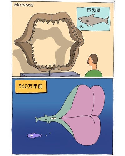 这是一幅由上下两格组成的搞笑卡通漫画，上半部分呈现博物馆场景：一名参观者正仰头惊讶地观看巨大的巨齿鲨颌骨标本，墙上标识标注该标本为“巨齿鲨”；下半部分回到360万年前的海洋，用无厘头的设定揭示标本的“真相”——这个形似巨大颌骨的结构，实际是巨齿鲨夸张的粉色大屁股，这条造型怪异的鲨鱼正带着这个类似颌骨形状的屁股在追逐小鱼，通过视觉错位和认知反差制造出强烈的搞笑效果，调侃了人们对古生物标本的常规想象。