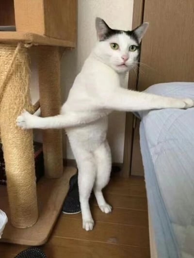 一只黑白相间的猫咪正站立在房间地板上，前爪伸展搭在旁边的物体上，后爪支撑身体，尾巴向后伸直，呈现出一种类似人类伸展的姿势。猫咪表情专注，眼睛睁大直视前方，背景中可以看到猫抓板和木质家具。