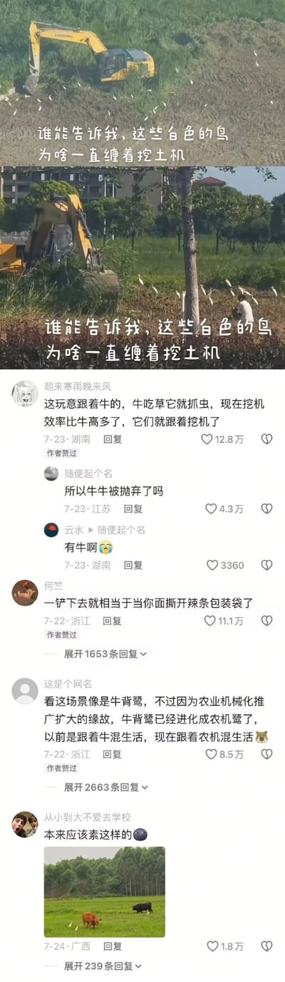这是一组来自抖音的社交媒体截图，上方两张实拍图展示了挖掘机作业时，一群白色牛背鹭围着挖掘机不肯离开的场景，配文重复提问“谁能告诉我，这些白色的鸟为啥一直缠着挖土机”。下方是抖音评论区的高赞互动：最高赞网友解释这类鸟原本跟着牛觅食，牛吃草惊出虫子它们就抓虫，现在挖掘机翻土效率比牛高，就转而跟着挖掘机；还有网友玩梗调侃“牛牛被抛弃了吗”，甚至用“撕开辣条包装袋”的生活化比喻形容挖掘机翻土的场景，评论区充满趣味互动，既科普了动物行为又十分搞笑。