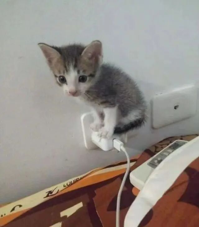 小奶猫