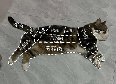 这是一张真实拍摄的胖狸花加白猫咪的照片，猫咪正四脚朝侧、放松地趴在灰色瓷砖地面上。网友以吃货的趣味视角，用白色虚线和中文文字给猫咪的各个身体部位标注了对应肉类的名称：<br>- 尾巴：尾肉<br>- 臀部：臀肉<br>- 背部中段：西冷、眼肉、上脑<br>- 颈部：颈肉<br>- 头部：猫脑<br>- 胸腹部：前胸肉、五花肉<br>- 后腿：后腿肉<br>- 前腿：前腿肉、掌中宝<br>通过将宠物身体对应食材部位的玩梗方式，调侃猫咪的圆润肥胖，反差感拉满，充满搞笑趣味，精准戳中铲屎官和吃货的笑点。