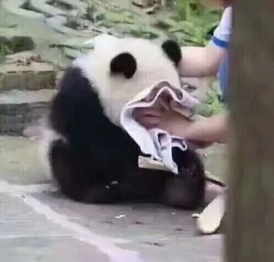 这是一张原始拍摄的静态单图，画面里一只圆滚滚的大熊猫坐在户外的石板地面上，它的脸部被饲养员手中的一块布遮挡，饲养员的双手正握着这块布，看起来像是在给大熊猫擦拭脸部，或是和它进行玩耍互动，背景可见石阶与绿植，整体氛围温馨可爱，展现了饲养员与大熊猫之间的日常相处场景。