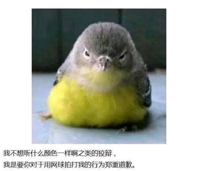 图片主体是一只头部呈灰色、腹部为黄色绒毛的小鸟，它正静坐于平面上，双眼微眯，表情严肃，仿佛带着一丝不满。图片下方配有文字：“我不想听什么颜色一样啊之类的狡辩，我是要你对于用网球拍打我的行为郑重道歉。” 通过将小鸟拟人化，赋予其人类的情绪和语言，形成了一种反差萌的搞笑效果，仿佛小鸟在一本正经地对“用网球拍打它”的行为提出抗议。