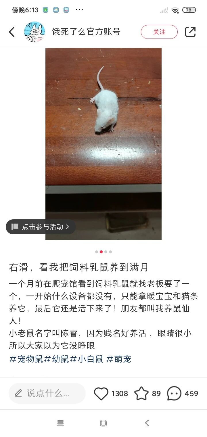 宠物鼠