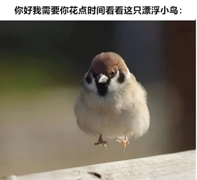 图片上方有一行文字“你好我需要你花点时间看看这只漂浮小鸟：”，下方是一张近距离拍摄的麻雀照片。麻雀头部呈棕色，面部有黑色斑纹，身体羽毛为灰白色，双脚微微抬起悬空，背景模糊呈渐变的绿色和深色，营造出小鸟仿佛漂浮在空中的视觉效果。整体画面聚焦于小鸟，给人一种可爱又奇妙的感觉。