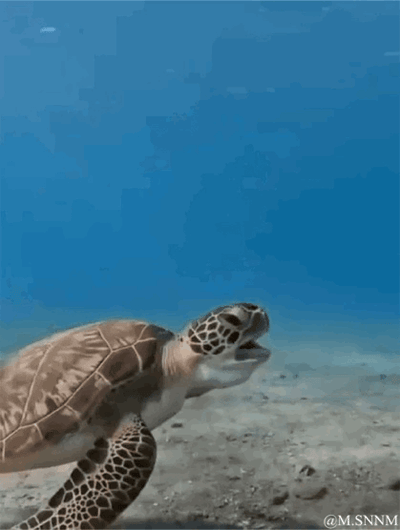 这是一段水下拍摄的动态图，画面里一只绿海龟在海床上方缓慢游动，它的嘴巴反复张开闭合，神态看起来像是在“说话”或者露出惊讶的样子，被赋予了拟人化的情绪，背景是澄澈的蓝色海水和沙质海底，画面生动有趣，展现了海洋生物的日常瞬间。