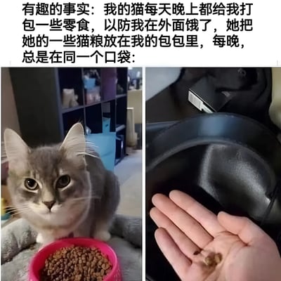 图片上方配有文字描述“有趣的事实: 我的猫每天晚上都给我打包一些零食，以防我在外面饿了，她把她的一些猫粮放在我的包包里，每晚，总是在同一个口袋:”。下方分为左右两图，左图是一只灰色猫咪正坐在粉色的猫粮碗旁，眼神专注无辜地看向镜头；右图展示一只手从黑色包包的口袋中捧出几颗猫粮，背景可见包包内部。整体呈现了猫咪为主人“准备零食”的暖心日常场景。