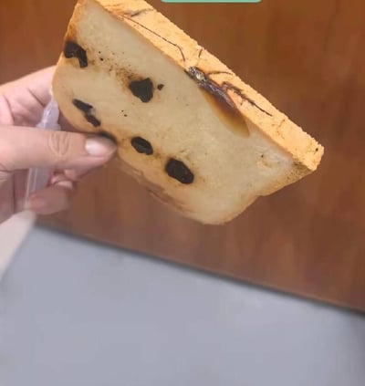 画面中一只手正拿着一片带有深色葡萄干的吐司，吐司的侧面切面处可见一只完整的蟑螂被完全烤制嵌入吐司的面包组织中，蟑螂身体部分已经被烤至半透明，和周围的葡萄干一样嵌在吐司内部，疑似是面包制作过程中蟑螂混入原料后被一同烘烤而成，属于较为恶劣的食品安全问题，视觉效果容易引发观者不适。
