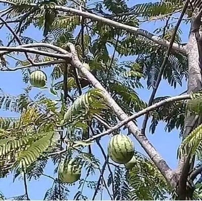 这张静态图呈现出极具趣味的视觉错位效果：画面中，几颗带有深绿色纹路的西瓜，看起来像是挂在长有羽状复叶的树枝上，营造出违背植物生长常识的荒诞场景。实际上是西瓜的位置恰好与树枝重叠，从而制造出西瓜长在树上的错觉，形成了搞笑又新奇的视觉反差，让人第一眼看到时会产生“西瓜居然能长在树上”的疑惑。