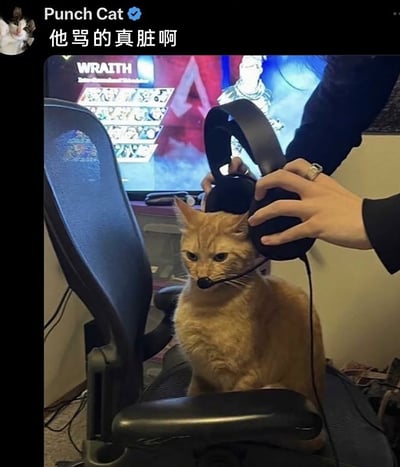 这是一张来自海外社交平台的搞笑宠物照片，画面核心是一只橘色猫咪被人将带麦克风的头戴式耳机戴在头上，它坐在电竞椅上，眉头紧皱，表情满是嫌弃和不爽，仿佛真的在听什么令人不适的内容。背景的电脑屏幕显示着热门游戏《Apex英雄》的角色选择界面（角色WRAITH），图片顶部是认证账号“Punch Cat”发布的配文“他骂的真脏啊”，将猫咪的拟人化表情和游戏中队友口吐芬芳的场景结合，用趣味整活的方式还原了玩家遇到素质差队友时的无奈感受，充满搞笑和共鸣感。