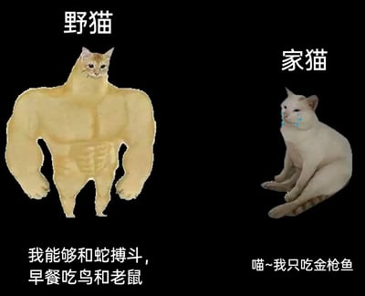 这是一张左右对比的P图创作梗图，以黑色为背景，左侧是被拼接上强壮人类肌肉身体的野猫，上方标注“野猫”，下方配文“我能够和蛇搏斗，早餐吃鸟和老鼠”，凸显出野猫强悍的野外生存能力；右侧是一只瘫坐在地、满脸委屈流着眼泪的家猫，上方标注“家猫”，下方配文“喵~我只吃金枪鱼”，表现出家猫被人类娇养、生存能力退化的状态。图中通过强烈的视觉反差和文字对比，调侃了野生猫类与家养宠物猫在生存环境和能力上的巨大差异，充满趣味性。