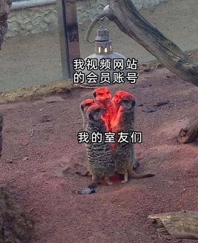 图片中展示了几只狐獴（猫鼬）聚集站立在一起的场景，它们的身体中间区域被红色高亮处理。图片上方配有文字“我视频网站的会员账号”，下方配有文字“我的室友们”。整体通过狐獴聚集的画面，幽默地调侃了室友们围绕共享视频会员账号的情景，带有轻松搞笑的氛围。
