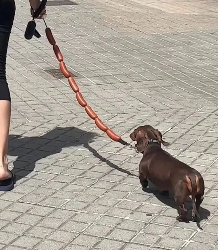 腊肠犬