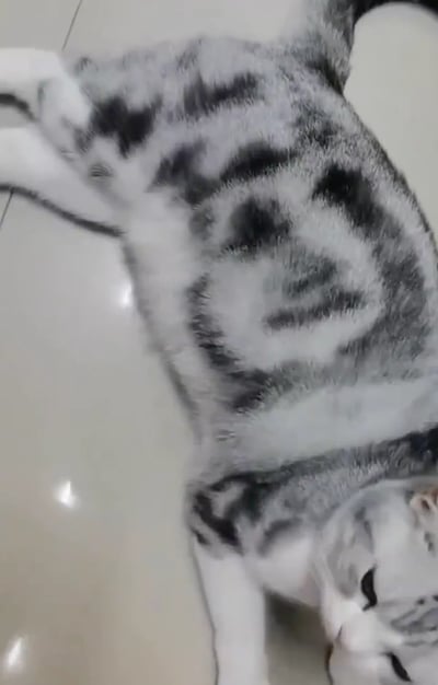 一只灰白相间的猫仰躺在光滑的瓷砖地面上，四肢自然伸展，表情放松，眼睛半眯，展现出极度舒适的状态。猫咪的毛色呈现出独特的灰黑色斑纹，与白色毛发形成鲜明对比，腹部毛发较浅，整体姿态显得十分惬意。