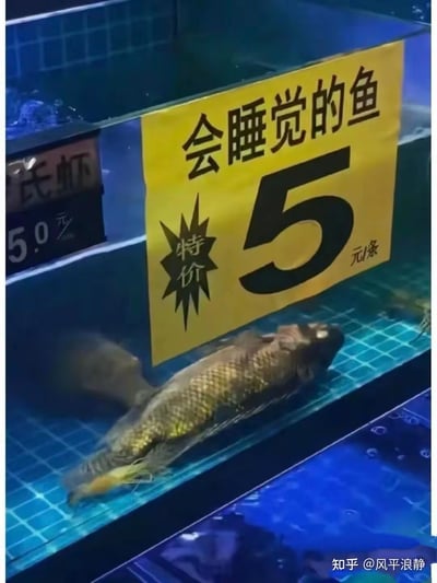 这是一张在水族售卖场景拍摄的图片，鱼缸外侧贴着醒目的黄色特价标签，上面写着“会睡觉的鱼 特价5元/条”，而鱼缸内部的鱼翻着肚皮躺在缸底，明显已经死亡。商家用“会睡觉的鱼”这种幽默的说法来包装死鱼，将其作为特价商品售卖，制造出荒诞搞笑的反差感，是一种充满脑洞的趣味营销方式。