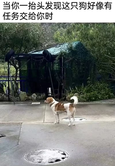 这是一张带有趣味配文的实拍静态图，画面中一只棕白相间的狗狗站立在户外的水泥地面上，它侧头看向画面左侧，尾巴翘起，神态和姿态看起来格外认真。图片顶部配文“当你一抬头发现这只狗好像有任务交给你时”，将狗狗拟人化，把它的姿态联想成职场中派发任务的场景，制造出搞笑的共鸣感，让观者联想到被安排任务的日常，充满轻松趣味。