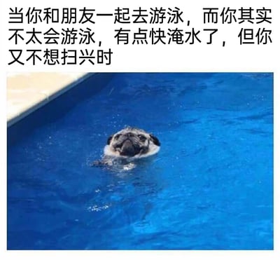 这是一张引发共鸣的搞笑梗图，图上方配有文字“当你和朋友一起去游泳，而你其实不太会游泳，有点快淹水了，但你又不想扫兴时”，下方是一张实拍照片：一只巴哥犬在泳池中，仅露出头部和一小部分爪子，正在水里吃力地扑腾，表情窘迫又无奈，仿佛在拼命维持不溺水的状态。这张图用宠物的真实状态，精准还原了人们为了顾及朋友感受，明明自己已经陷入窘境却还要硬撑的尴尬又无奈的日常时刻，很容易让有类似经历的网友产生共鸣。