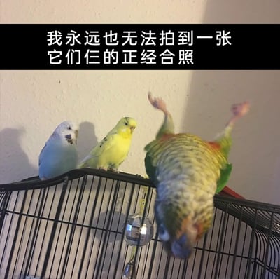 这是一张记录萌宠日常的趣味照片，画面中三只鹦鹉站在鸟笼顶部，左侧两只虎皮鹦鹉（蓝白、黄色）姿态正常，平静地待在笼顶，而最右侧的绿色锥尾鹦鹉却做出身体倒挂、头部朝下的搞怪翻转动作，完全破坏了拍摄正经合照的计划。图片顶部的黑色栏配文“我永远也无法拍到一张它们仨的正经合照”，精准地表达了宠物主人无奈又好笑的心情，充满了温馨又搞笑的生活气息。