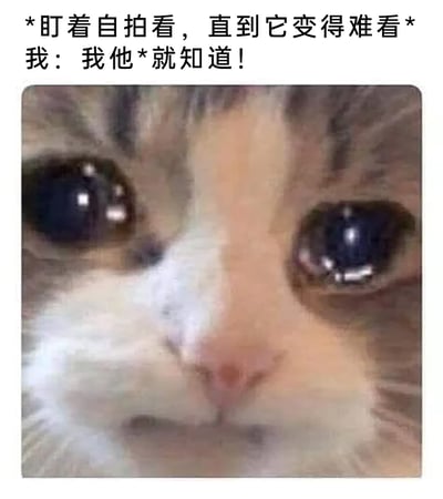 这是一张精准戳中日常小情绪的图文表情包，上方配文描述了一个普遍的生活小场景：盯着自己的自拍看久了，会逐渐觉得照片里的自己变得难看，随后用带点愤怒又崩溃的语气喊出“我他*就知道！”，表达了认清这个事实时的无奈与崩溃；下方是一张猫咪的近距离脸部特写，猫咪眼睛大而湿润，神态委屈又带着崩溃感，和配文的情绪完美呼应，让看到的人瞬间产生共鸣，非常适合用来在社交平台分享这种看自拍看久了产生自我怀疑的小崩溃瞬间。