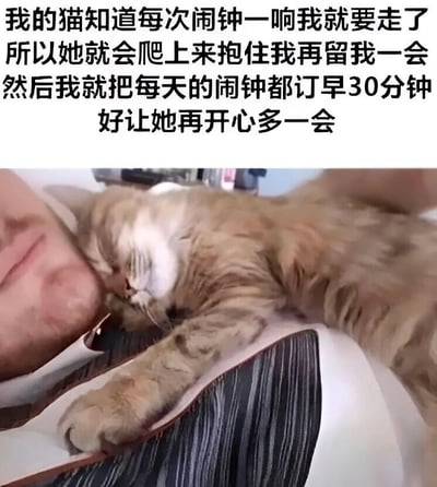 图片上方是一段温馨的文字描述，讲述猫咪知道闹钟一响主人就要离开，会爬上来抱住主人挽留，主人因此每天把闹钟调早30分钟好让猫咪多开心一会儿。下方是一张实拍照片，一只橘猫正趴在人的脸上依偎着，猫咪表情安详，画面充满治愈感。