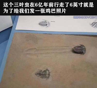 这张图片是一张带有搞笑配文的古生物化石展示图，主体是一块带有三叶虫化石的石板，石板上有一只三叶虫化石，其旁的爬行轨迹因形状巧合神似男性生殖器；图片顶部配有低俗搞笑的中文文字：“这个三叶虫在6亿年前行走了6英寸就是为了给我们发一张鸡巴照片”，利用轨迹的特殊形状制造趣味梗点；图片上方还有一张示意图，标注了三叶虫的“Resting（休息）”和“Furrowing（掘穴）”状态，右上角带有微博用户@GODVCENT的水印，整体是将真实的古生物化石内容进行趣味化、低俗化的二次创作，以博人眼球。