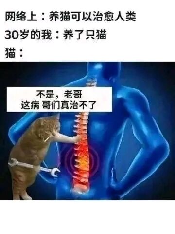 这是一张P图改编的搞笑梗图，上方文字先抛出网络上“养猫可以治愈人类”的说法，接着点明30岁的“我”因腰痛养了猫，图中主体是一只拿着扳手的拟人化猫，对着显示腰椎病变（红色高亮）的蓝色人体模型，配文“不是，老哥 这病哥们真治不了”。作品用幽默的方式调侃中年人群常见的腰椎劳损问题，同时制造网络传言与现实的反差，通过猫的拟人化表达，凸显猫无法治愈这类身体疾病的笑点，整体风格诙谐有趣，贴合当代年轻人自嘲健康问题的语境。
