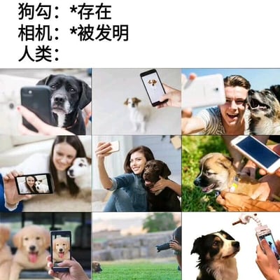 图片上方配有文字'狗勾：*存在 相机：*被发明 人类：'，下方是3x3九宫格布局的9张照片，每张照片均展示人类用智能手机给狗狗拍照的场景，包括不同品种的狗狗（如黑色拉布拉多、金毛幼犬、棕白相间的小狗等）和不同场景下的互动，整体呈现出相机发明后人类热衷于记录狗狗可爱瞬间的幽默温馨画面。