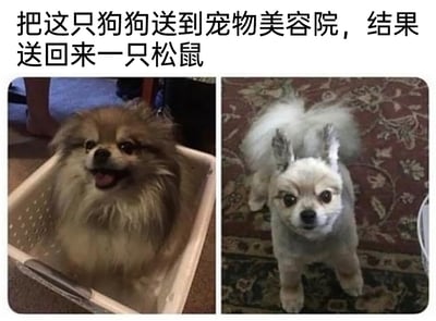 这是一张左右拼接的对比类搞笑图片，左侧是一只毛发蓬松丰厚的博美犬，待在一个浅色容器中，嘴巴张开，表情看起来十分开心；右侧是同一只博美犬在宠物美容院剃毛后的模样，身上大部分毛发被剃除，仅保留了头部、耳朵以及尾巴的毛发，整体外形和松鼠高度相似。图片上方配有文字“把这只狗狗送到宠物美容院，结果送回来一只松鼠”，通过夸张的视觉反差制造出强烈的搞笑效果，调侃宠物美容后外形发生的巨大变化。