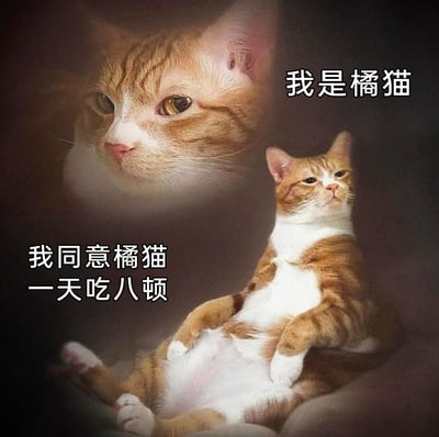 这是一张搞笑合成P图，画面包含两个橘猫形象：上方是神情严肃的橘猫大头像，配文“我是橘猫”；下方是一只仰躺、姿态慵懒傲娇的橘猫，配文“我同意橘猫一天吃八顿”。图片结合了橘猫贪吃、容易发胖的网络刻板印象，通过“自己证明自己、自己同意自己诉求”的搞笑逻辑，调侃橘猫爱吃的特点，整体氛围诙谐幽默，十分贴合宠物爱好者的趣味点。