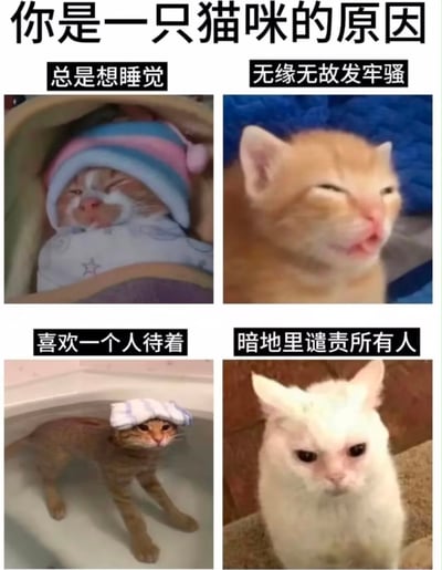 这是一张四格拼接的图文混排梗图，顶部总标题为「你是一只猫咪的原因」，四个分栏分别将猫咪状态和人类性格特点对应：左上格配文「总是想睡觉」，搭配裹着被褥、戴睡帽满脸困意的橘白猫咪；右上格配文「无缘无故发牢骚」，搭配皱着脸眯眼仿佛正在嘟囔的橘猫；左下格配文「喜欢一个人待着」，搭配头顶搭布、独自待在空浴缸里的狸花猫；右下格配文「暗地里谴责所有人」，搭配眼神严肃不满、仿佛正在生闷气的白猫。整张图用猫咪的常见状态映射当代人的性格特质，诙谐贴切，容易引发受众共鸣。