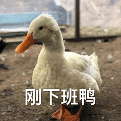 图片中是一只白色的鸭子，有着橙色的喙和脚蹼，正站在泥土地面上，背景似乎是一个简陋的围栏或棚子。图片下方配有文字“刚下班鸭”，利用“鸭”与“呀”的谐音，形成“刚下班呀”的趣味表达，营造出轻松幽默的氛围。
