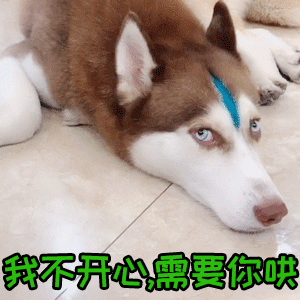 委屈哈士奇求安慰：我不开心，需要你哄