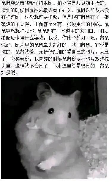 这是一张图文混排的静态单图，采用顶配底文的形式，上方是一段以第一人称视角叙述的鼠鼠文学内容，讲述了一只住在下水道的鼠鼠捡到破拍立得后，第一次拍照的温馨又带着些许酸涩的故事：鼠鼠从未拍过照，在“我”的建议下摆出剪刀手姿势，拍出的照片鼻头红红的，鼠鼠说那是冻的，它笑着说照片太丑，打算把照片放进枕头里防潮，因为下水道总是很潮湿；下方是一张黑白的仓鼠照片，仓鼠摆出类似剪刀手的姿势，完美对应文字里鼠鼠拍照的场景，整体内容用鼠鼠的平凡小事，抒发了普通小人物在生活里的细腻情绪，风格温暖又带着淡淡的共情感。