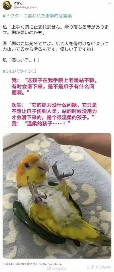 这是一张跨平台传播的社交媒体截图，内容分为上下两部分。上半部分是日文与简体中文对照的对话，讲述了鹦鹉主人因自家鹦鹉在手腕上站不稳、频繁滑落，担忧鹦鹉爪子有健康问题，于是咨询兽医，兽医给出了暖心的解释：鹦鹉的抓力正常，它只是害怕用爪子抓伤主人，所以站在手腕时没有用力，才会滑落，是个温柔的小家伙，主人得知真相后十分触动。下半部分是一只黄头白腹黄身的凯克鹦鹉，它仰面躺在带有云朵图案的灰色垫子上，抬起两只爪子，露出腹部，神态放松温顺，模样十分可爱。截图底部标注了推文发布时间为2022年11月17日，发布平台为Twitter for iPhone，同时右下角带有知乎用户“璇玑嘟嘟”的水印，说明该内容已被搬运至国内知乎平台传播。