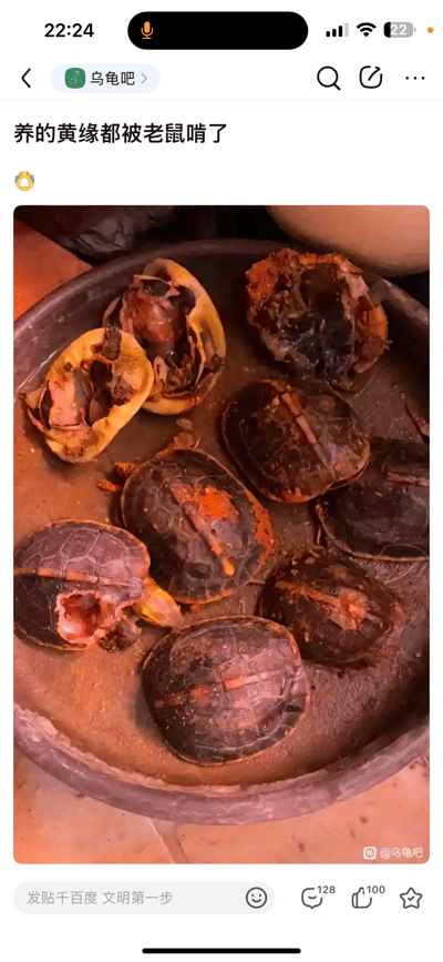 这是百度贴吧「乌龟吧」的一篇用户帖子，楼主发布了自己饲养的多只黄缘闭壳龟被老鼠啃食后的惨状照片。照片里的黄缘闭壳龟有的龟壳被咬出大洞，有的身体软组织外露，部分乌龟已经失去生命体征，场面令人痛心。楼主搭配了惊讶的表情，传递出养龟人遭遇这种意外的崩溃与惋惜，也能给其他养龟爱好者起到警示作用，提醒注意饲养环境的防鼠措施。