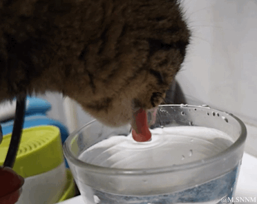 这是一段动态GIF，画面中一只虎斑猫正低头饮用碗里的水，它的舌头意外地伸得很长，几乎垂到碗底，和猫咪常规喝水的模样形成反差，既展现出小动物的呆萌，又充满趣味感，让人忍俊不禁。