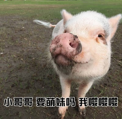 图片中是一只站在草地上的小猪，它有着白色的毛发和沾着泥土的粉色鼻子，正抬头看着镜头，表情看起来十分可爱。图片底部有一行文字：'小哥哥 要萌妹吗 我嘤嘤嘤'，将小猪拟人化，营造出一种可爱又俏皮的氛围。