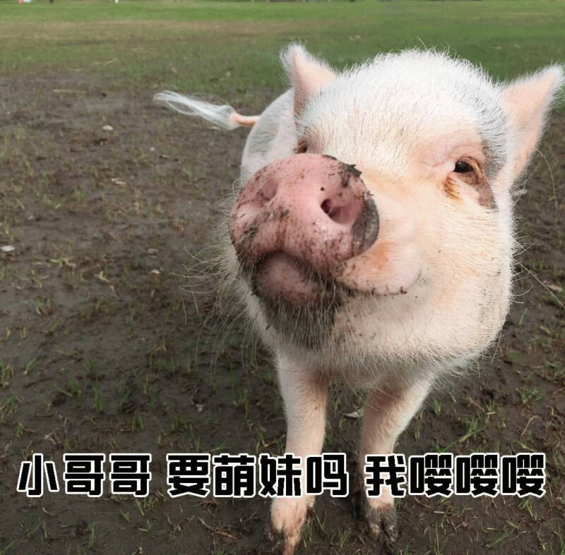 小猪卖萌求关注