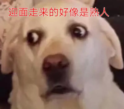 这是一张文字加注类的宠物表情包，主体是一只浅色的狗狗（疑似拉布拉多），它眼睛瞪大，眼神中带着明显的慌张与疑惑，嘴巴微张，呈现出纠结不安的神态。图片顶部配有醒目的红色文字“迎面走来的好像是熟人”，精准地将狗狗的表情与人们在日常社交中遇到疑似熟人，却想不起对方身份，纠结要不要打招呼的尴尬情绪绑定，用生动的宠物神态共情这种普遍的社交窘迫瞬间，内容贴切又充满趣味，很适合在社交场景中用来调侃这类尴尬时刻。