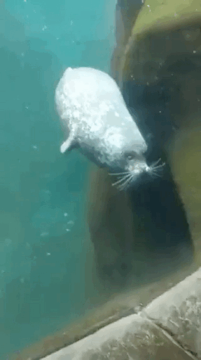 海豹